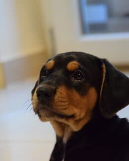 Plakat mojej super suni